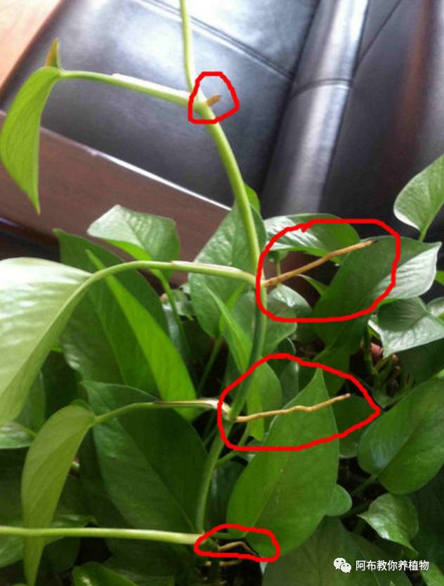 一个鸡蛋就能够让绿萝疯长,让绿萝长得快的方法有哪些