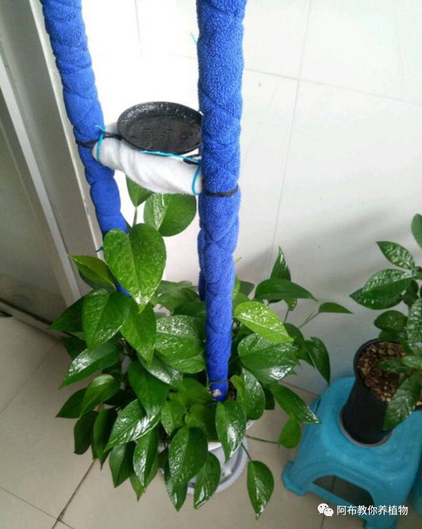 一个鸡蛋就能够让绿萝疯长,让绿萝长得快的方法有哪些