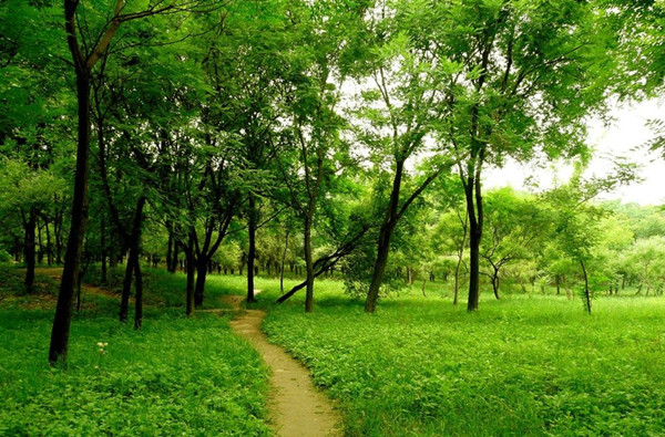 园林绿化养护管理操作规程完全,园林绿地维护与管理教案怎么写