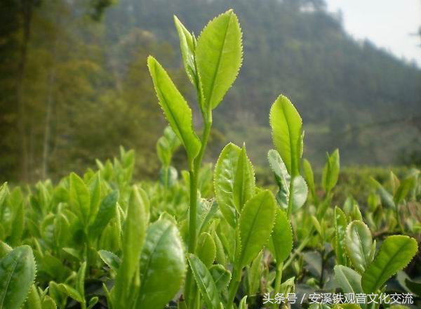 对铁观音的误解,关于铁观音的误解