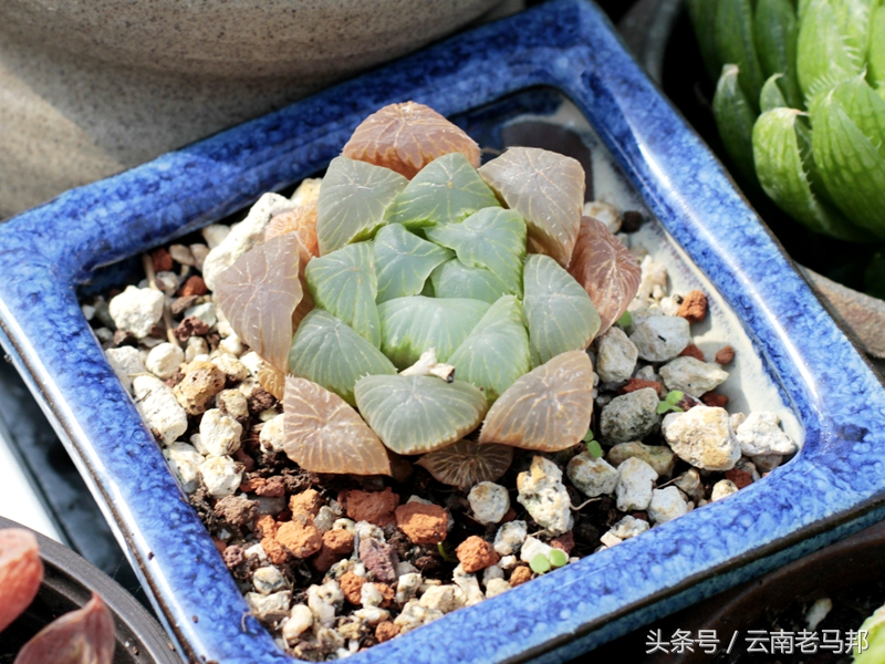 多肉怎么浇水最安全,多肉奇特养法图片