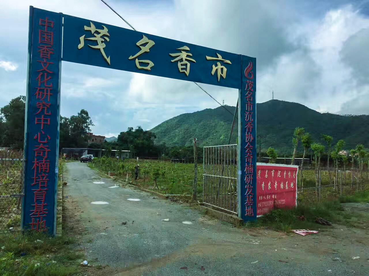 广东茂名电白沉香之乡奇楠直播,沉香五大奇楠产地