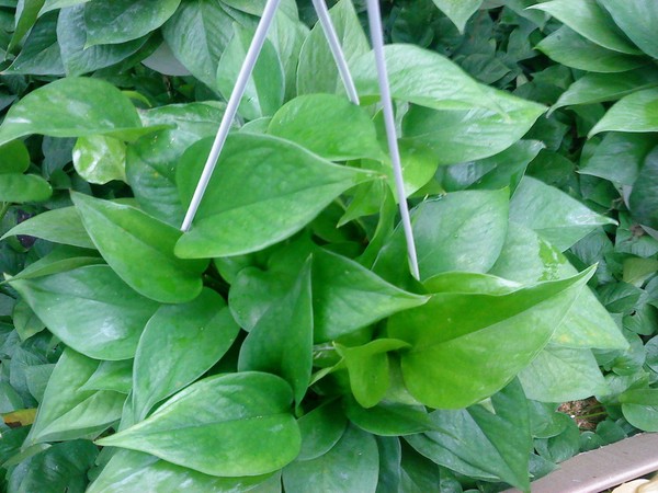 吸收甲醛最好的盆栽植物是什么,吸收甲醛最佳的十种植物