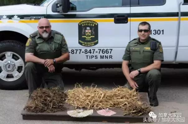 比象牙更珍贵，一根手指细就要5千多元！加拿大的野生西洋参，被盗挖者盯上了！
