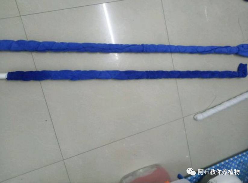 一个鸡蛋就能够让绿萝疯长,让绿萝长得快的方法有哪些