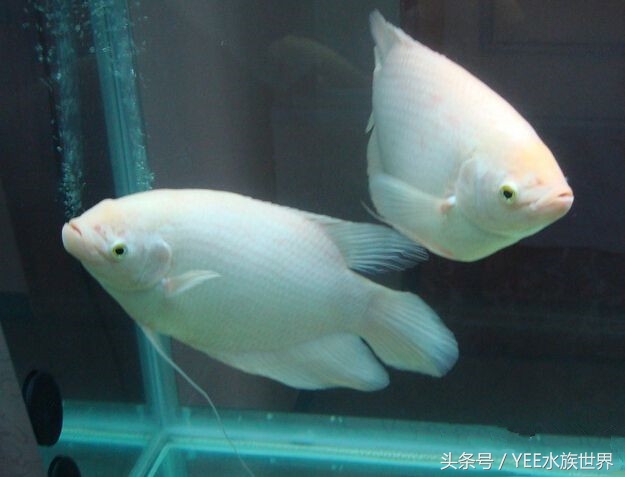 招财鱼不吃食是什么原因,招财鱼真的能招财吗