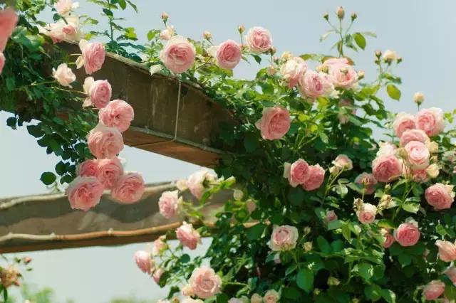 月季玫瑰蔷薇的识别特征,认识蔷薇玫瑰月季