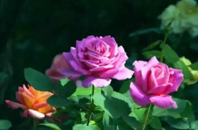 月季玫瑰蔷薇的识别特征,认识蔷薇玫瑰月季