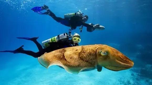 海底是个什么什么的世界,海底是个怎样的世界它有什么秘密