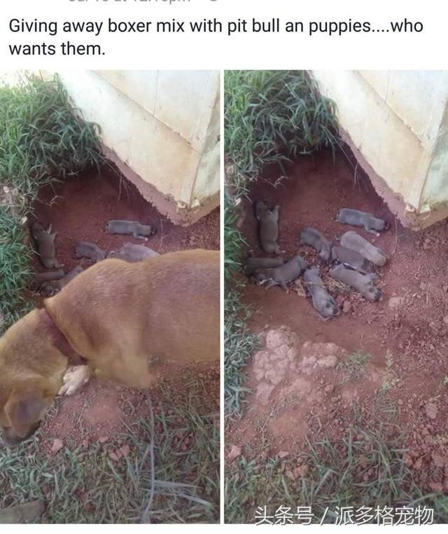 狗妈妈为啥要把它的小狗藏起来,母狗为什么总是把小狗藏起来