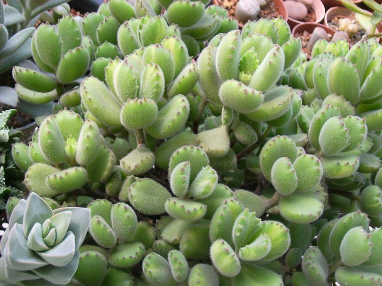 盘点价格贵的离谱商品,盘点贵的离谱的植物