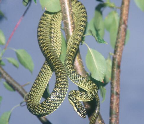 本命年梦到野猪什么预兆,本命年梦到和老婆吵架