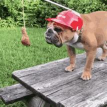 英斗怎么养,英斗如何养