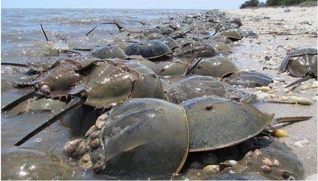 这么多的海鲜你敢吃哪个,这样的海鲜看完你还敢吃吗