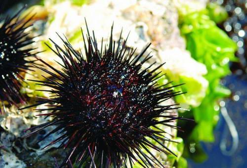 这么多的海鲜你敢吃哪个,这样的海鲜看完你还敢吃吗