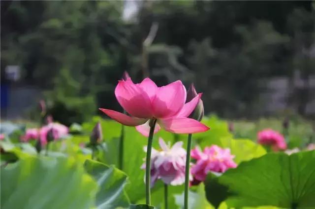 乐山夏季又避暑又好吃的地方,乐山本地人都去哪里吃美食