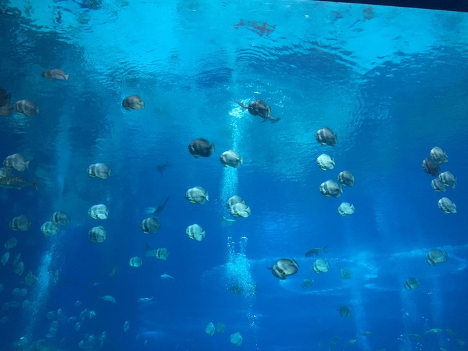 珠海长隆海洋王国游记文章,珠海长隆海洋王国游记