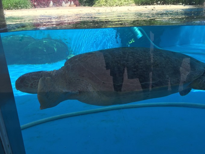 珠海长隆海洋王国游记文章,珠海长隆海洋王国游记