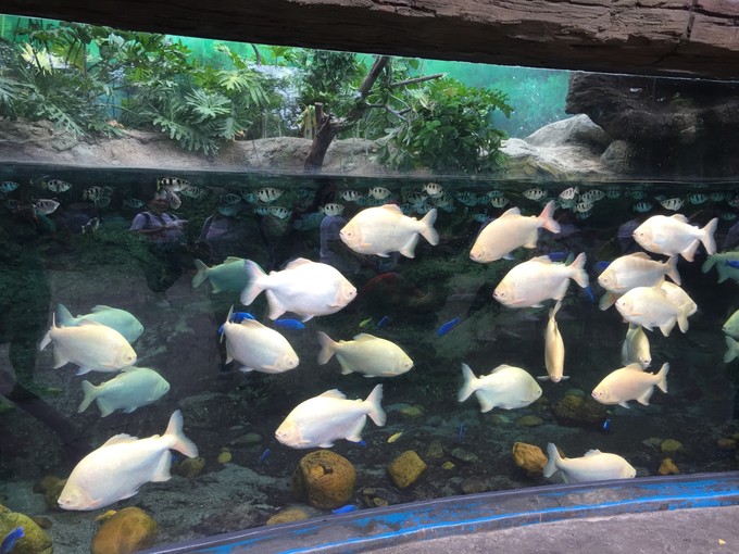 珠海长隆海洋王国游记文章,珠海长隆海洋王国游记