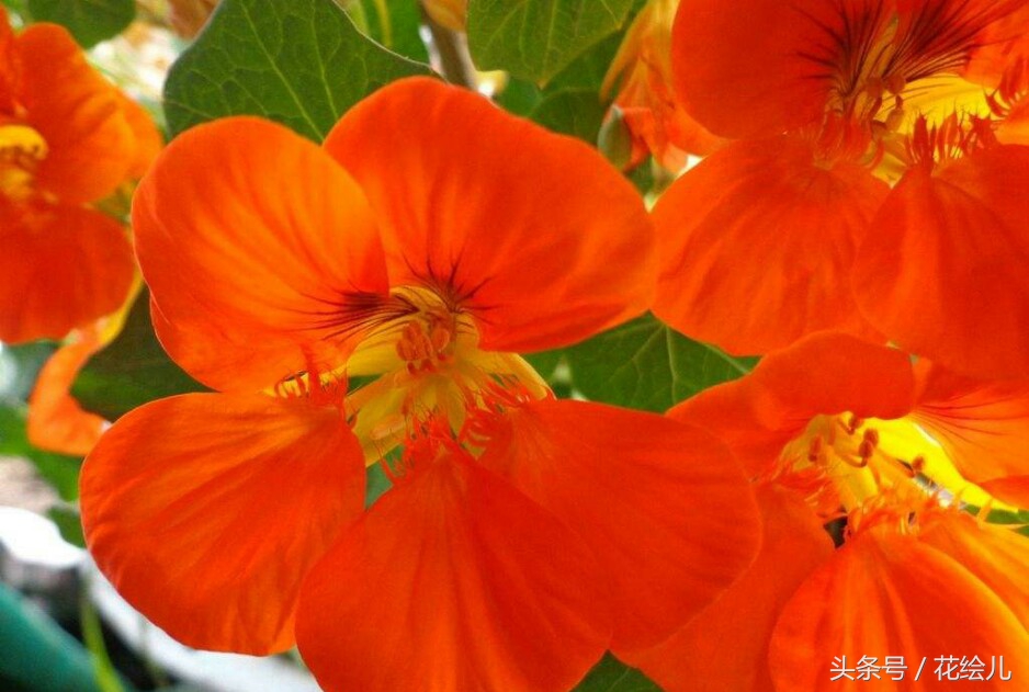 旱金莲花观赏图片,旱金莲花的功效与功能图解