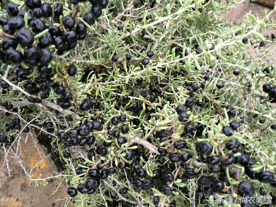 黑枸杞和藏红花玫瑰花的功效,黑枸杞藏红花玫瑰花能一起喝嘛