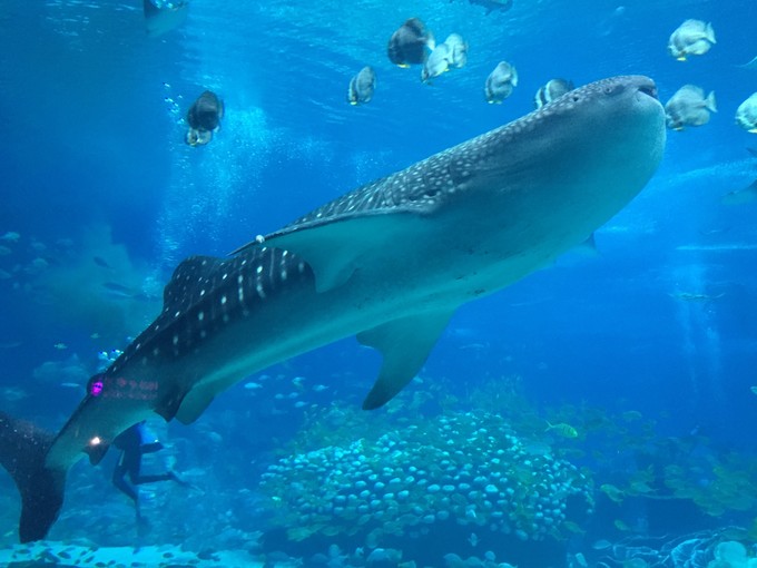 珠海长隆海洋王国游记文章,珠海长隆海洋王国游记