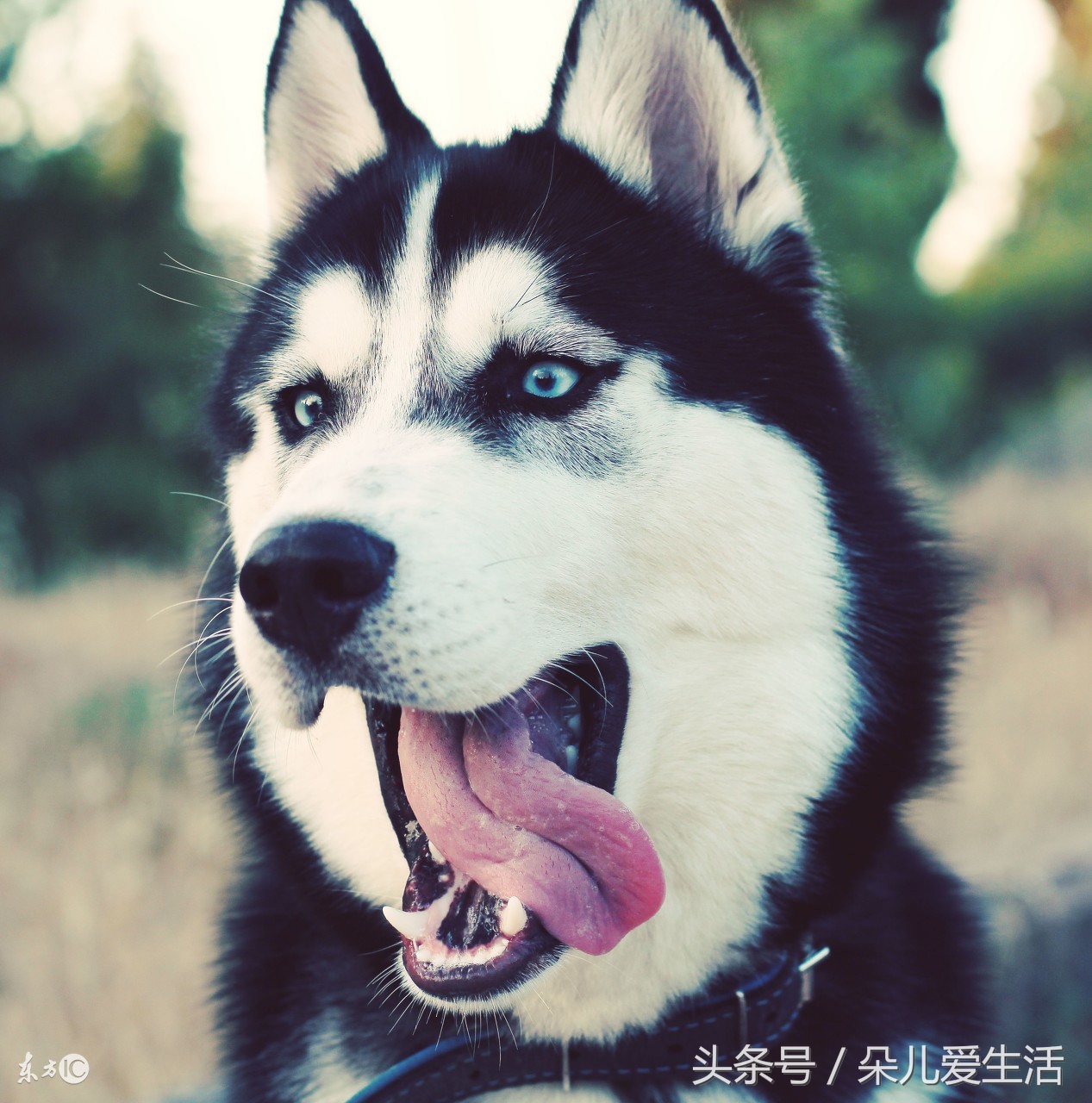 关于哈士奇的搞笑视频,关于哈士奇的视频