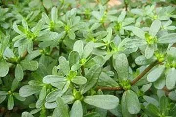 君若识草草为宝——话不尽这神奇的民间草药！