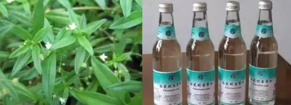 君若识草草为宝——话不尽这神奇的民间草药！