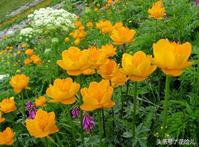 旱金莲花观赏图片,旱金莲花的功效与功能图解