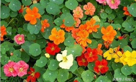 旱金莲花观赏图片,旱金莲花的功效与功能图解