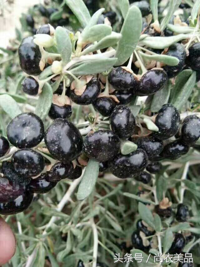 新疆最好的黑枸杞多少钱一斤,新疆黑枸杞的介绍