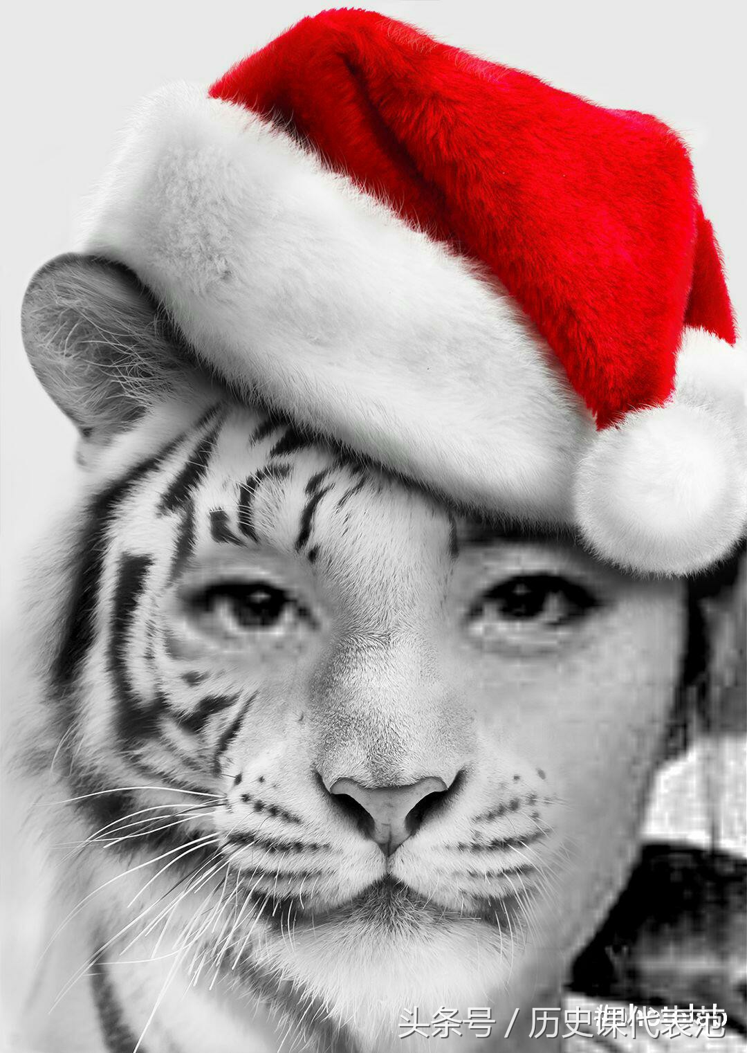 照相模板app推荐,图片模板app推荐