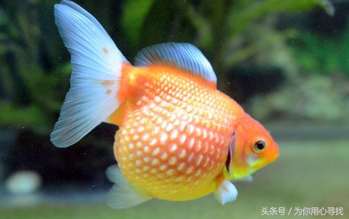 养鱼幽默说说心情,养鱼搞笑朋友圈说说