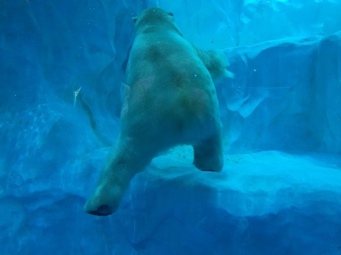 珠海长隆海洋王国游记文章,珠海长隆海洋王国游记