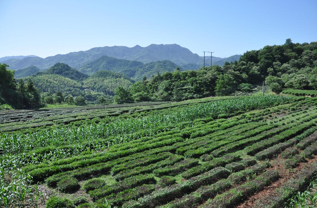 舒城古镇风景视频,舒城兰花谷古镇