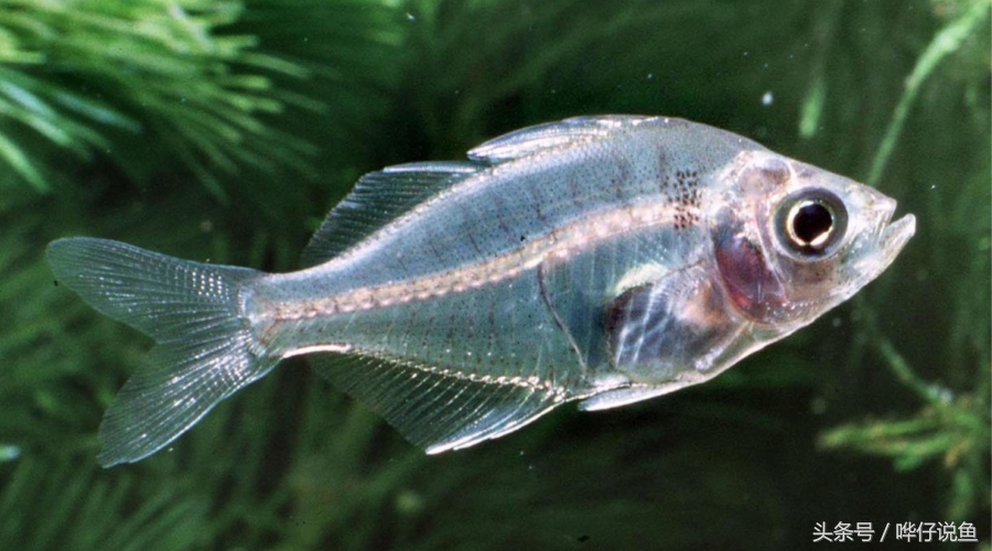 小观赏鱼怎么养才能活得长久,养观赏鱼技术教程视频