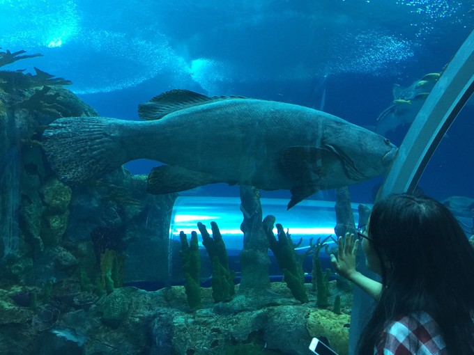珠海长隆海洋王国游记文章,珠海长隆海洋王国游记