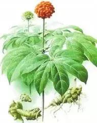 君若识草草为宝——话不尽这神奇的民间草药！