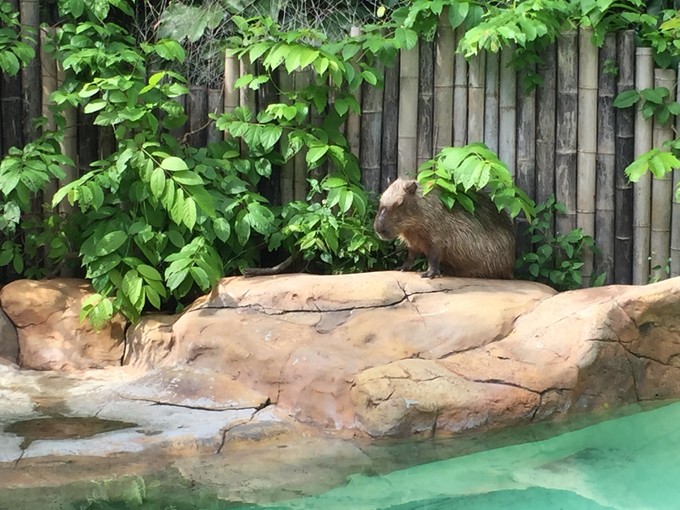 珠海长隆海洋王国游记文章,珠海长隆海洋王国游记