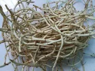 君若识草草为宝——话不尽这神奇的民间草药！