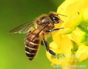 被蜜蜂蛰了怎么处理效果最好,眼睛被蜜蜂蛰了怎么处理消肿最快