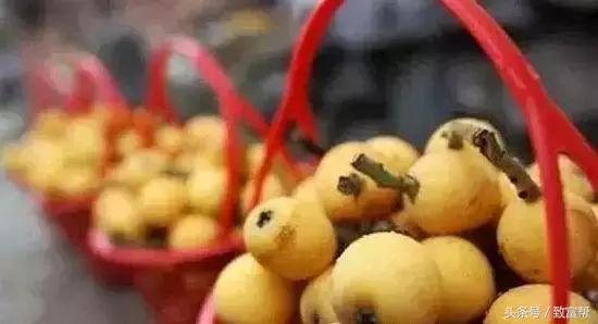 亩产收益最高的果树,收益最高的果树是哪种