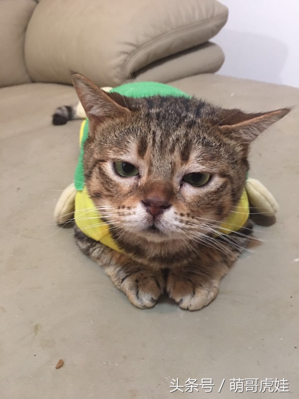 铲屎的给喵星人买了好多卖萌装备，小猫试穿后一脸懵莫名戳中萌点