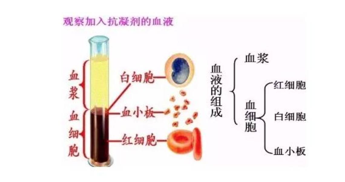 血常规报告单数据能够看出贫血,地中海贫血的血常规报告单怎么看