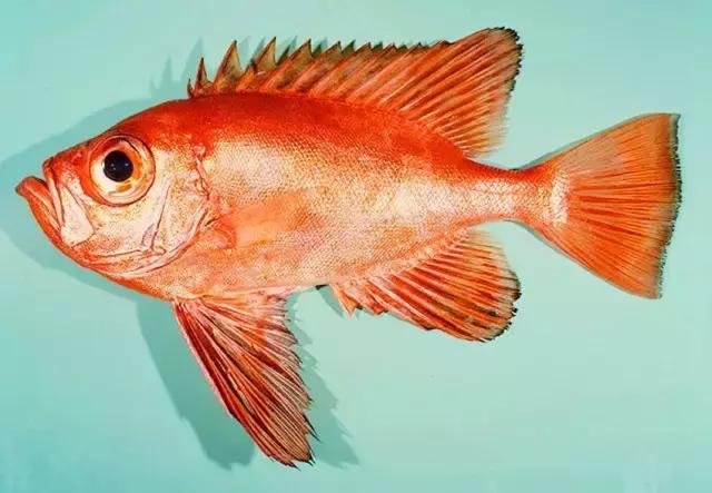 您知道哪些常见的海鱼,一啸海钓