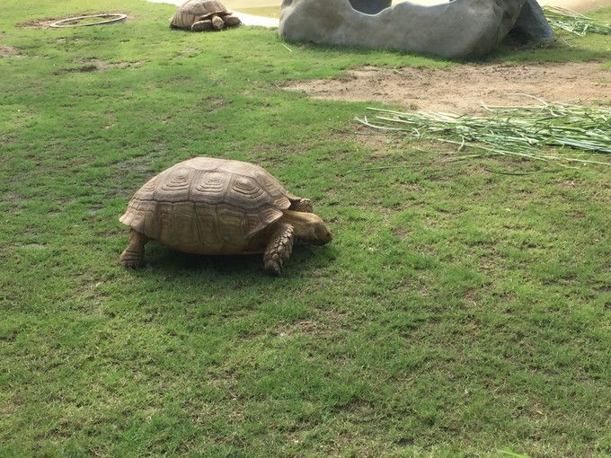 珠海长隆海洋王国游记文章,珠海长隆海洋王国游记