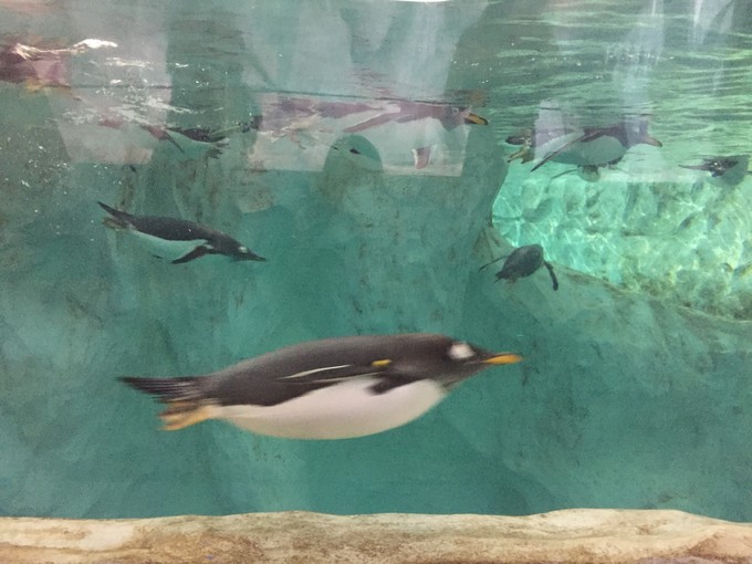 珠海长隆海洋王国游记文章,珠海长隆海洋王国游记