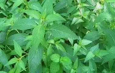 君若识草草为宝——话不尽这神奇的民间草药！