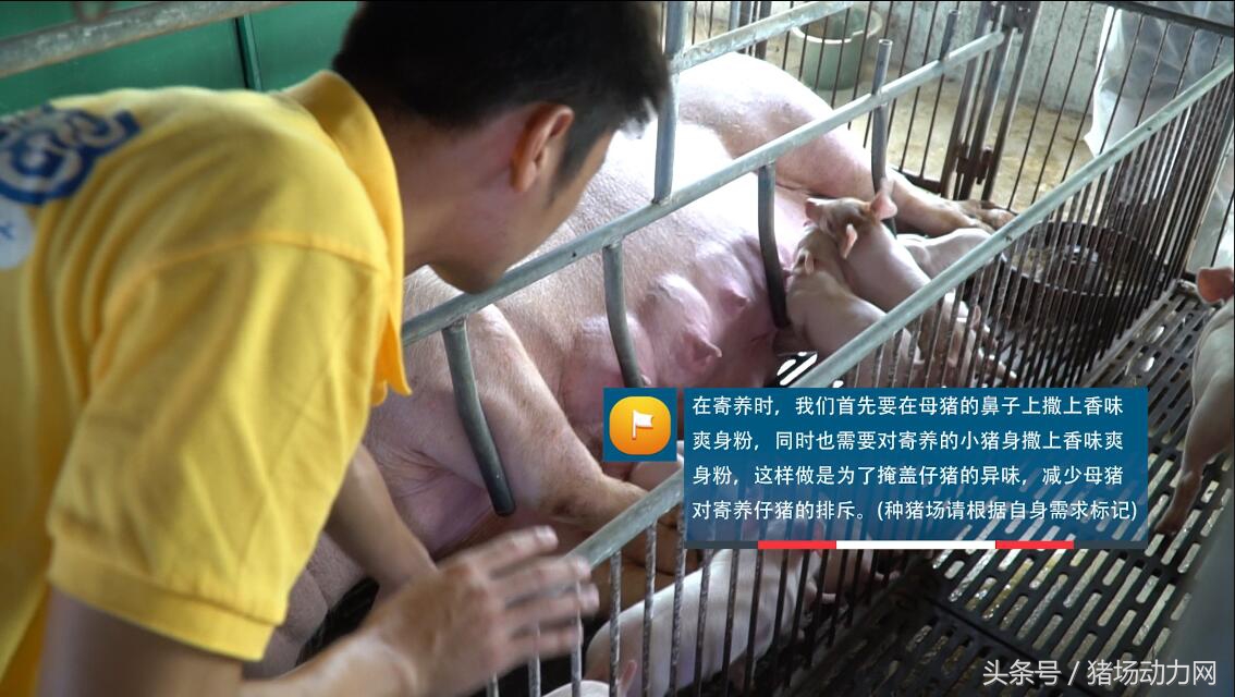 母猪发烧流产鼻子流脓,母猪产后发炎严重流脓原因